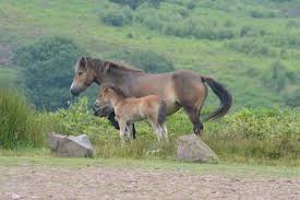 Exmoor ponies