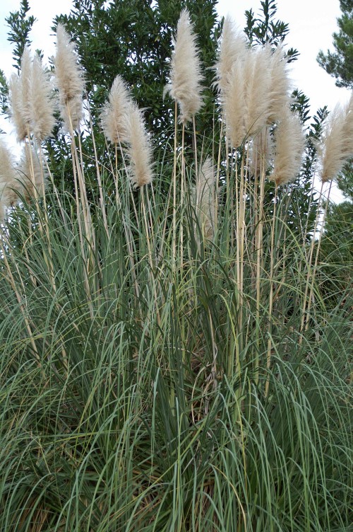 Building Work and Pampas Grass (Not Necessarily&nbsp;Connected)
