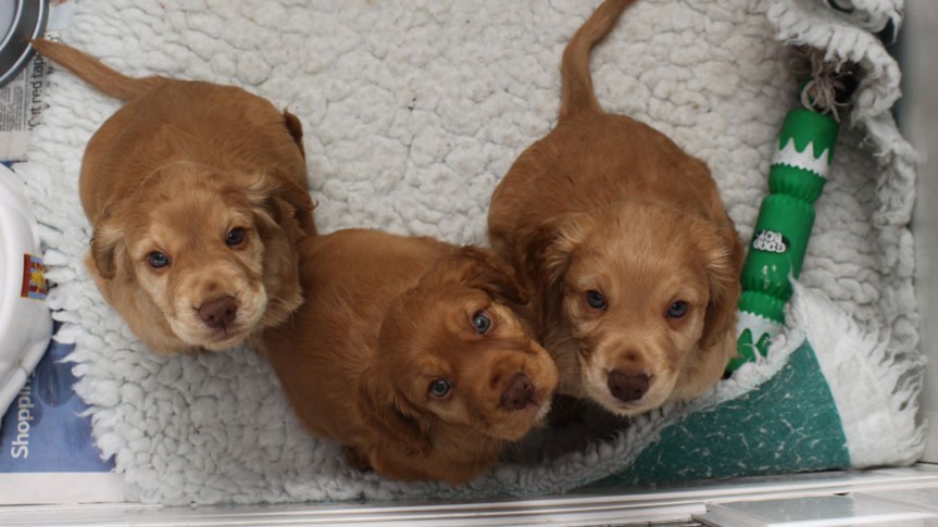 Donation to Hearing&nbsp;Dogs